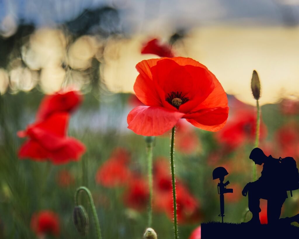 A field of poppies and a lone silhouette of a soldier